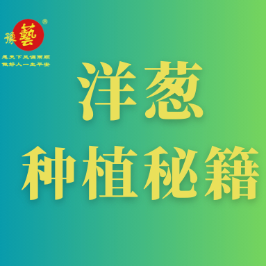 洋蔥種植秘籍：掌握這八點(diǎn)，種出優(yōu)質(zhì)洋蔥！